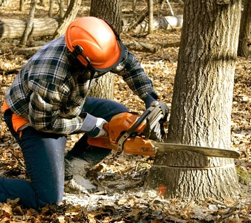 Tree Removal in Harristown, IL